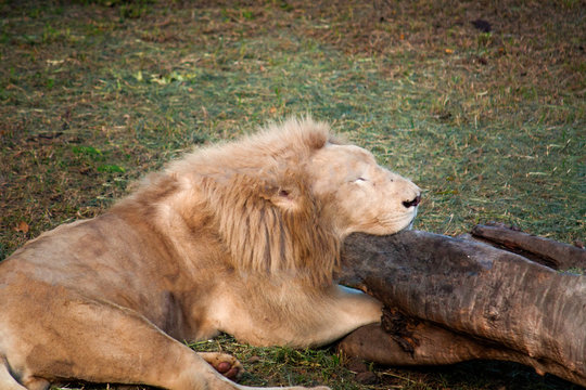 Lion male sleeping - Image taken in Casela Zoo, Mauritius