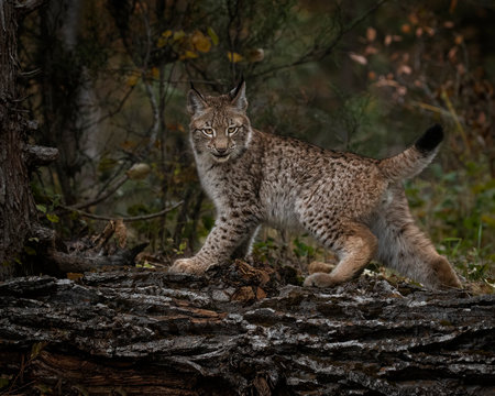 Siberian Lynx Kitten in Autumn Colors Kalispell Montana USA