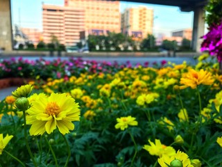 The flowers bed of yellow cosmos is on the roadside.