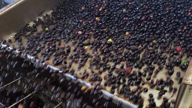 Oil mill defoliation machine process,olives rolling motion,italian extra virgin