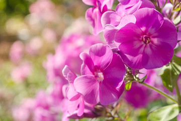 Fototapeta premium Pink phlox flowers. Close view on Pink phlox flowers in summer