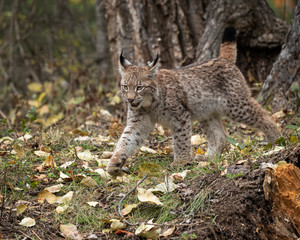 Siberian Lynx Kitten in Autumn Colors Kalispell Montana USA