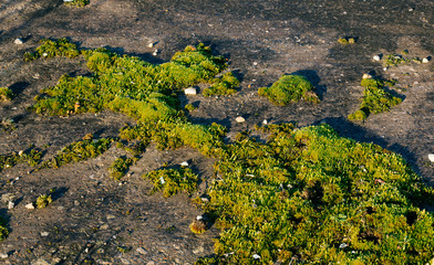 Moss on the tarmac surface high quality image