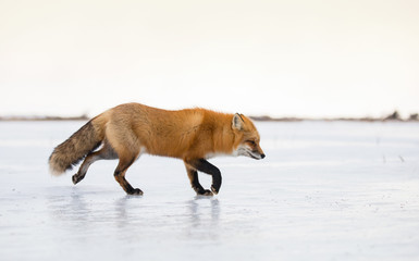 Red Fox