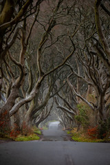 The Dark Hedges Northern Ireland - Image
