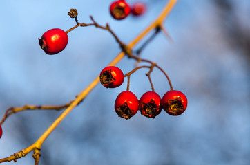 Red glowing hawthorn berries