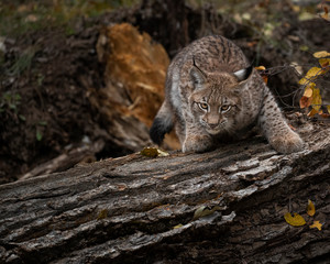 Siberian Lynx Kitten in Autumn Colors Kalispell Montana USA