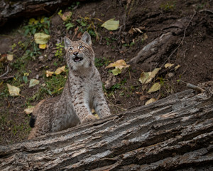 Siberian Lynx Kitten in Autumn Colors Kalispell Montana USA