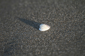 Fototapeta na wymiar shell on sand beach in italian tirrenean coastline,Tuscany, Marina di Grosseto, Castiglione Della Pescaia, Italy