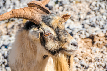 A goat in the peaks of Europe. Asturias