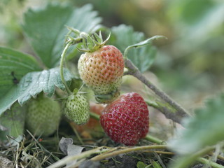 strawberry on a branch