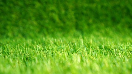 Plakat Artificial grass in a garden. Artificial turf background.