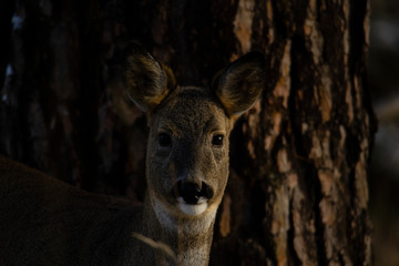 Roe deer in front of a pine tree looking into the camera.