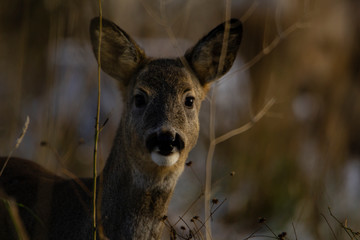 Roe deer looking into the camera with blurry snow and forest in the background.