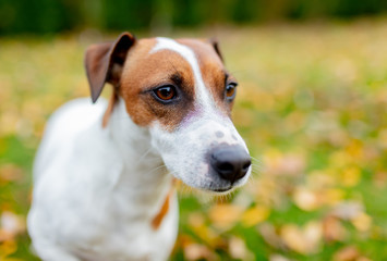 Closeup view on a Jack Russell Terrier in outdoor