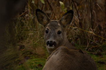 Naklejka na ściany i meble Roe deer laying on the ground looking into the camera in an autumn garden.