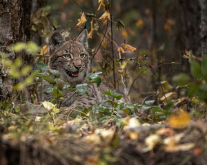 Naklejka na ściany i meble Siberian Lynx Kitten in Autumn Colors Kalispell Montana USA