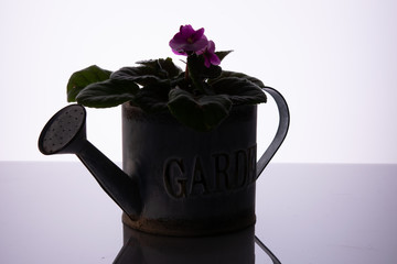 Potted violets watering can under angle shiny grey bottom
