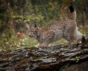 Siberian Lynx Kitten in Autumn Colors Kalispell Montana USA