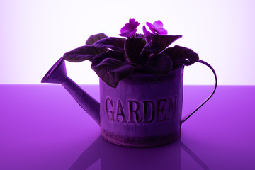 Potted violets watering can purple background