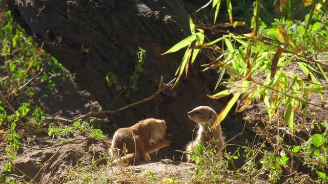 Close up video of two meerkat, mongooses, suricates, standing on a ground, looking around. ProRes 10 bit.