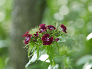 red flower in the garden
