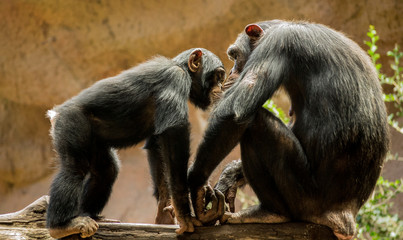 Chimpancés interactuando