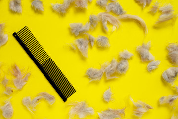 Close up grooming professional comb with lots of shreds of animal fur on bright yellow background.