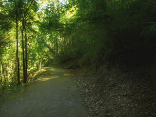 Pathway with trees