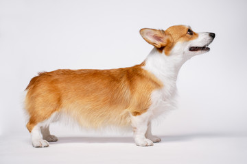 obedient dog (puppy) breed welsh corgi pembroke stands at full height on a white background. not isolate