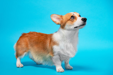 portrait of amazing healthy and happy smart pembroke welsh corgi looking up in the photo studio on the blue background.