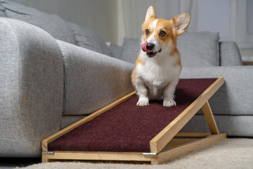 A funny welsh corgi pembroke dog, sits on a home ramp. Safe of back health in a small dog.
