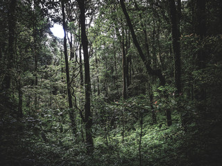 Rainforest in Doi Inthanon National Park , Thailand