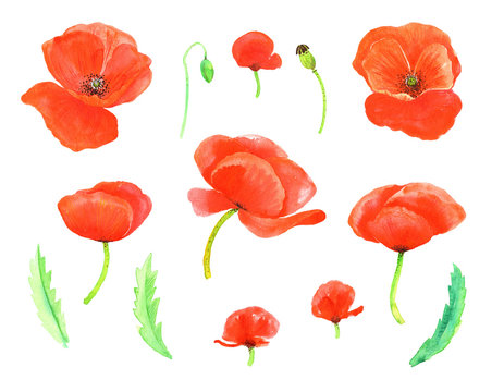 Clip art set with poppy flowers and leaves. Hand painted floral watercolor stock illustration.  Isolated elements on  a white background. 