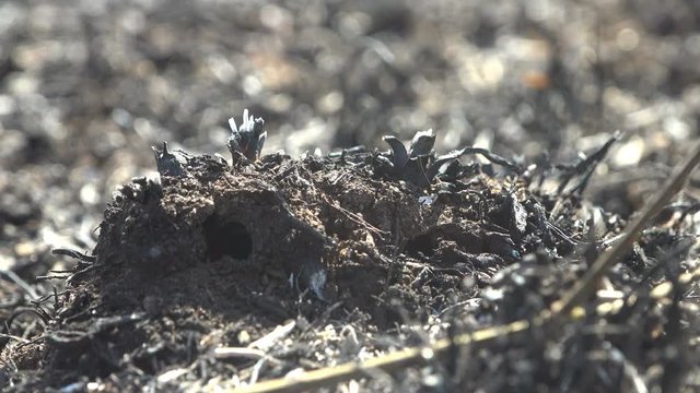 Macro view of scorched and dead grass on black dead ground in summer meadow, after wild fire killed insects, snails leaving only charred grass and reeds