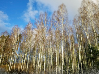 Obraz premium View of a winter birch forest against a blue sky