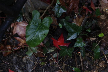 Park in an autumn day