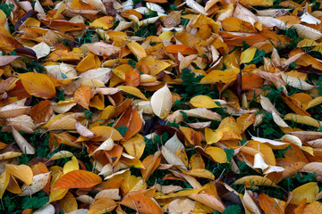 Park in an autumn day