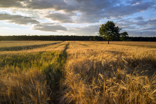 grain field near Lipce Reymontowskie, Poland