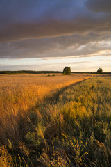 Obraz premium grain fields near Lipce Reymontowskie, Poland