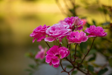 Fototapeta premium Garden flower