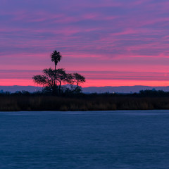 Fototapeta na wymiar sunrise at the marina of a palm tree 