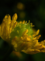 yellow flower