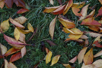 Autumn in an urban park