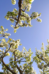 Almond bloom