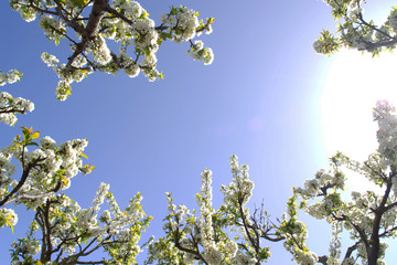 Almond bloom