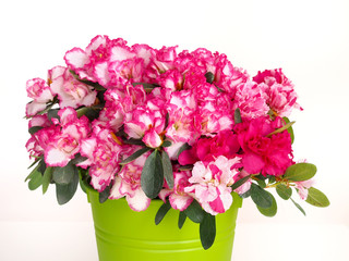 Pink and white azalea flower in green pot on white background
