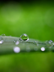 drops on grass