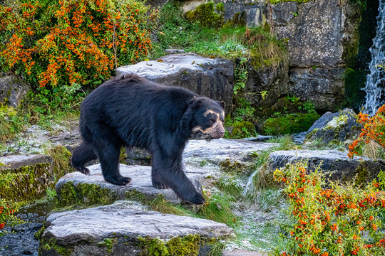 Andean bear on some rocks