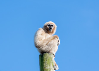 Gibbon monkey on a tall pole